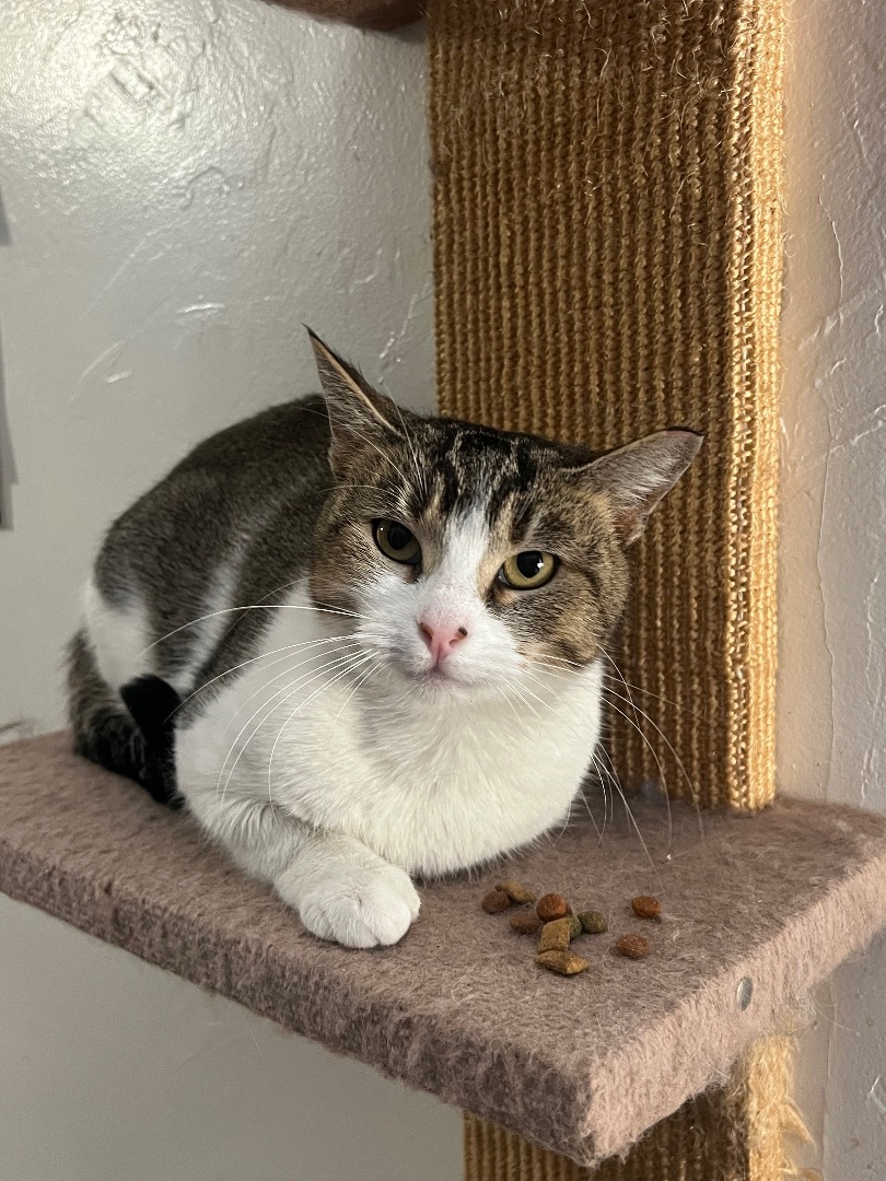 Harley, an adoptable Domestic Short Hair in San Jose, CA, 95110 | Photo Image 4