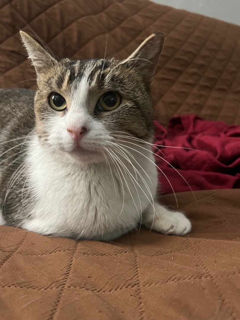 Harley, an adoptable Domestic Short Hair in San Jose, CA, 95110 | Photo Image 5