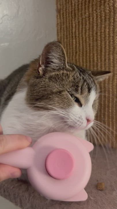 Enlarge Harley, a Adoptable Domestic Short Hair in San Jose, CA video 6/6