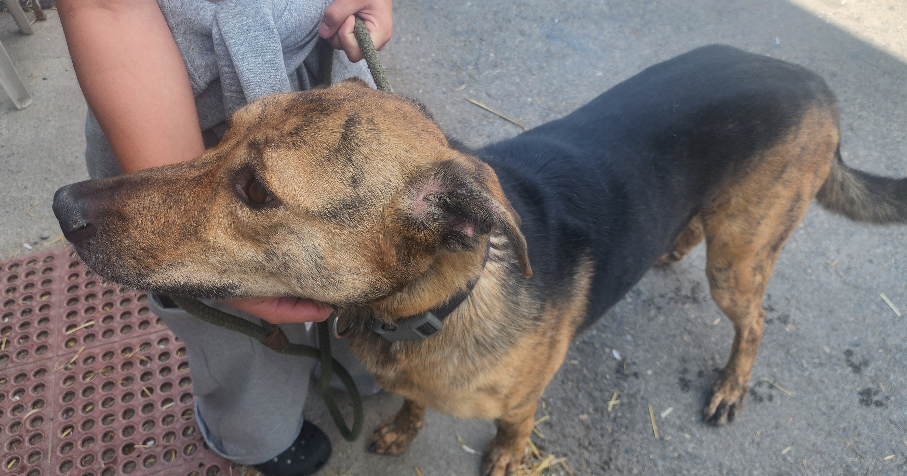 oakley, an adoptable mixed breed in Billings, MT image 1/5