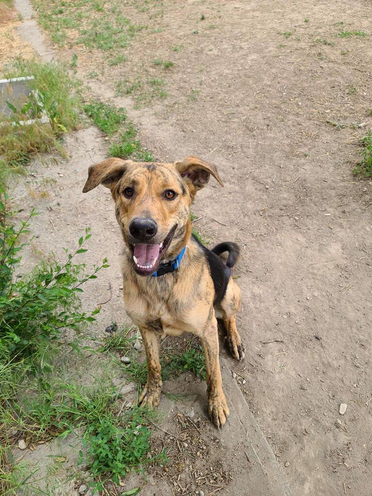 oakley, an adoptable mixed breed in Billings, MT image 2/5