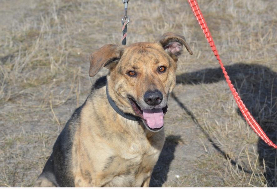 oakley, adoptable, Adult Male German Shepherd Dog.