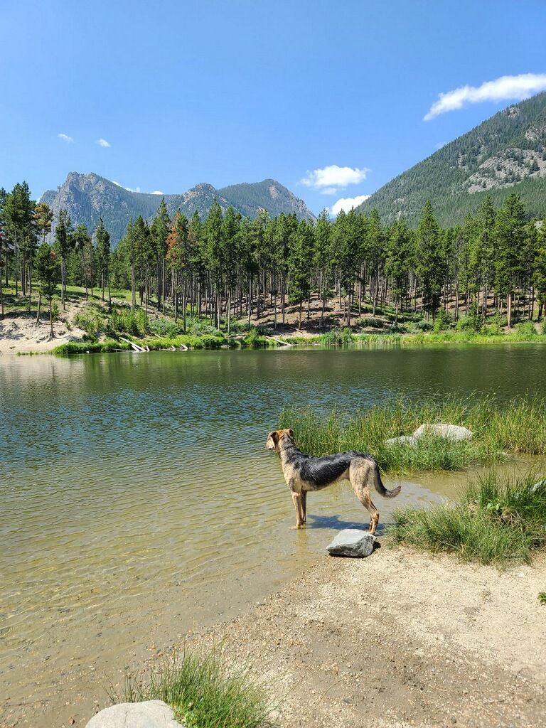 oakley, an adoptable mixed breed in Billings, MT image 4/5
