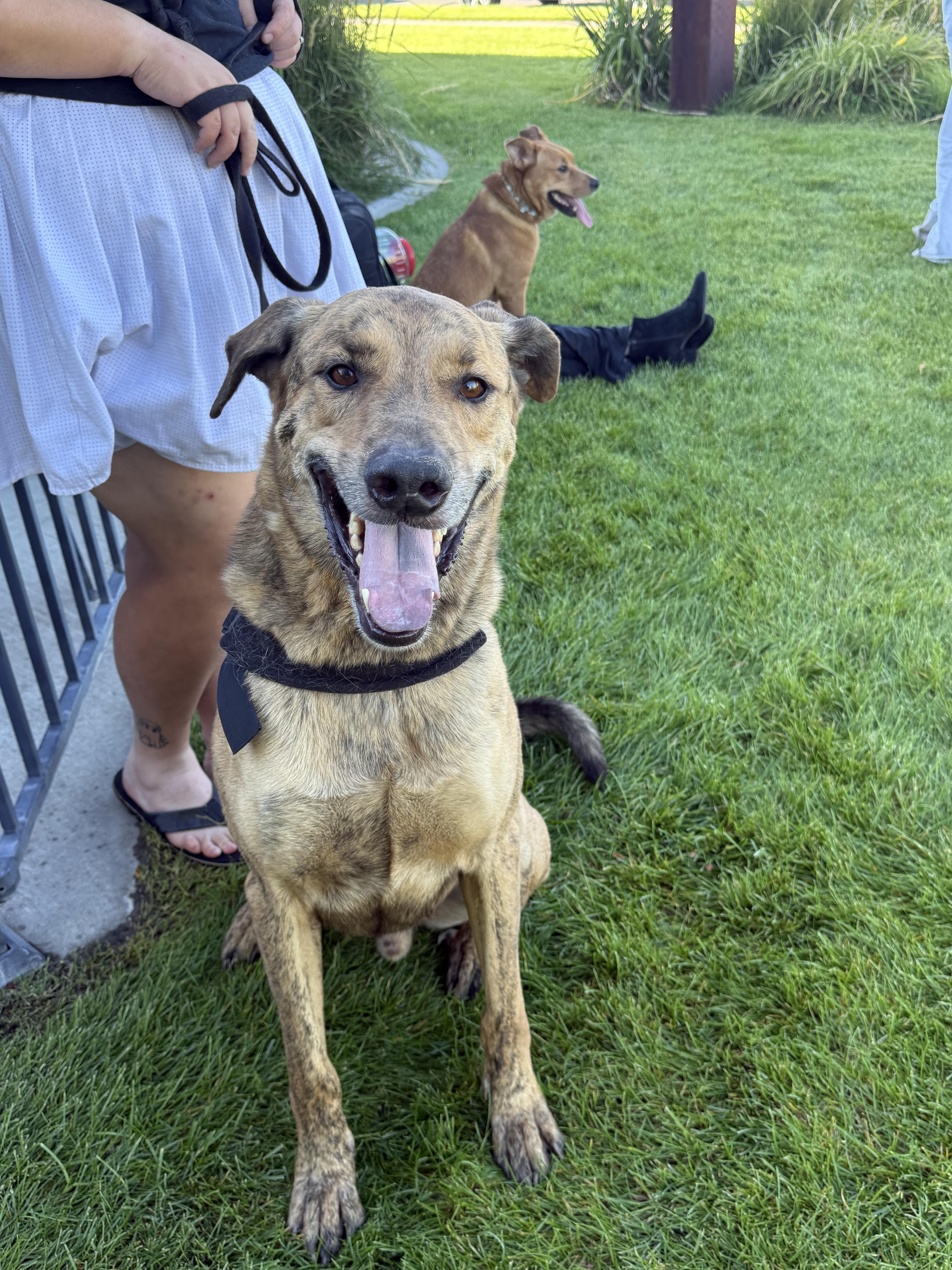 Enlarge oakley, an adoptable mixed breed in Billings, MT image 1/6