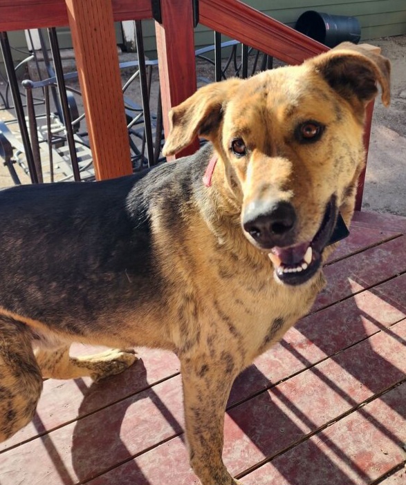 oakley, an adoptable mixed breed in Billings, MT image 5/5