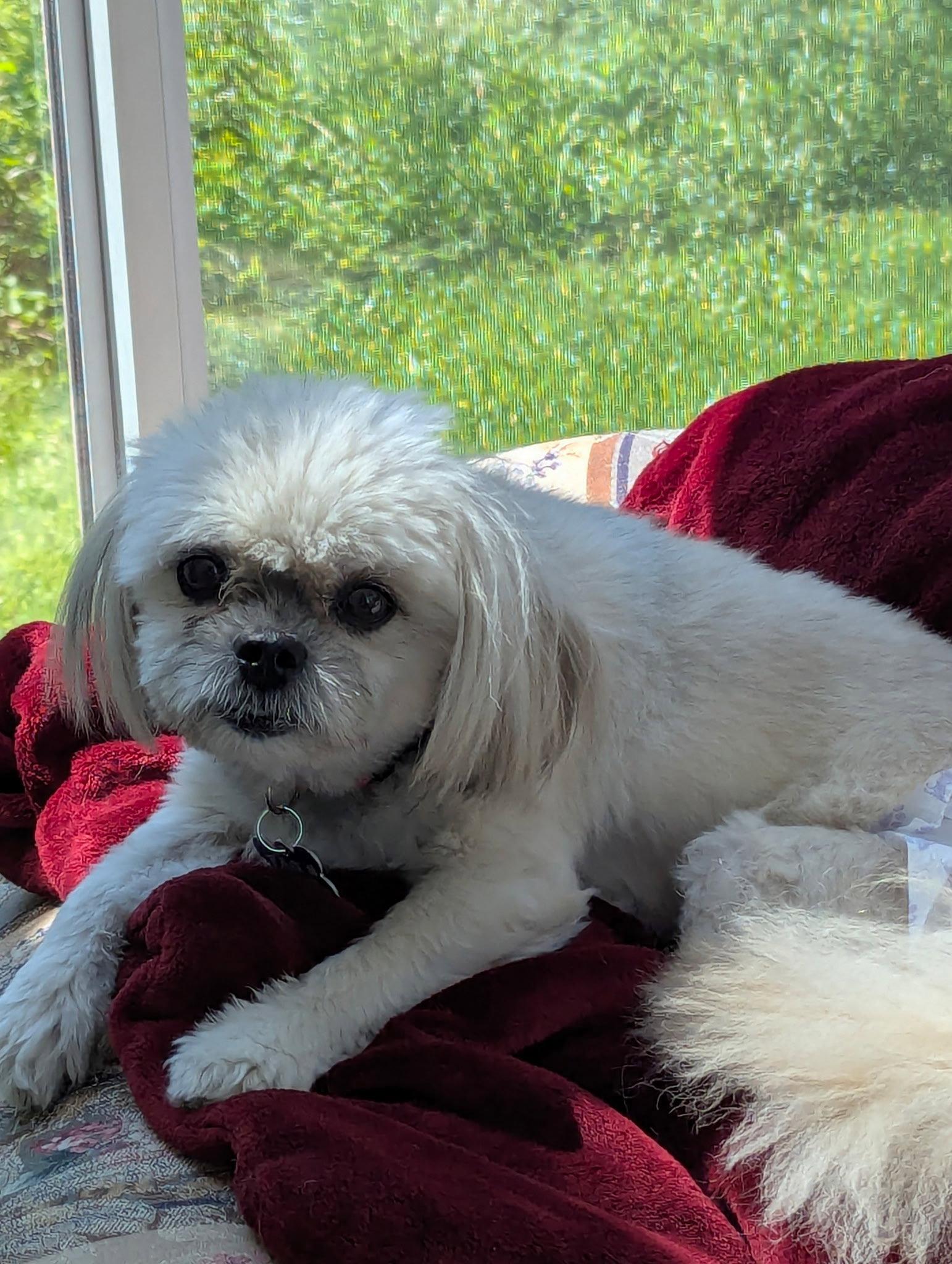 Harlee - OS, a Adoptable mixed breed in Pataskala, OH image 1/3