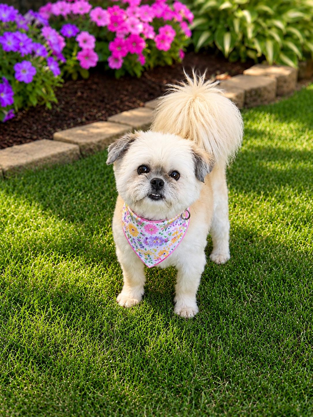 Harlee - OS, a Adoptable mixed breed in Pataskala, OH image 2/3