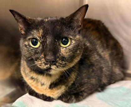 Melon — thumbnail 2