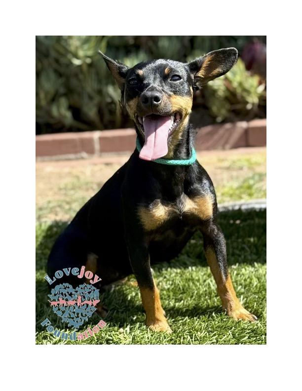Noki COH a 1 year old female Dachshund Mix who was found as a stray in the City of Hawthorne