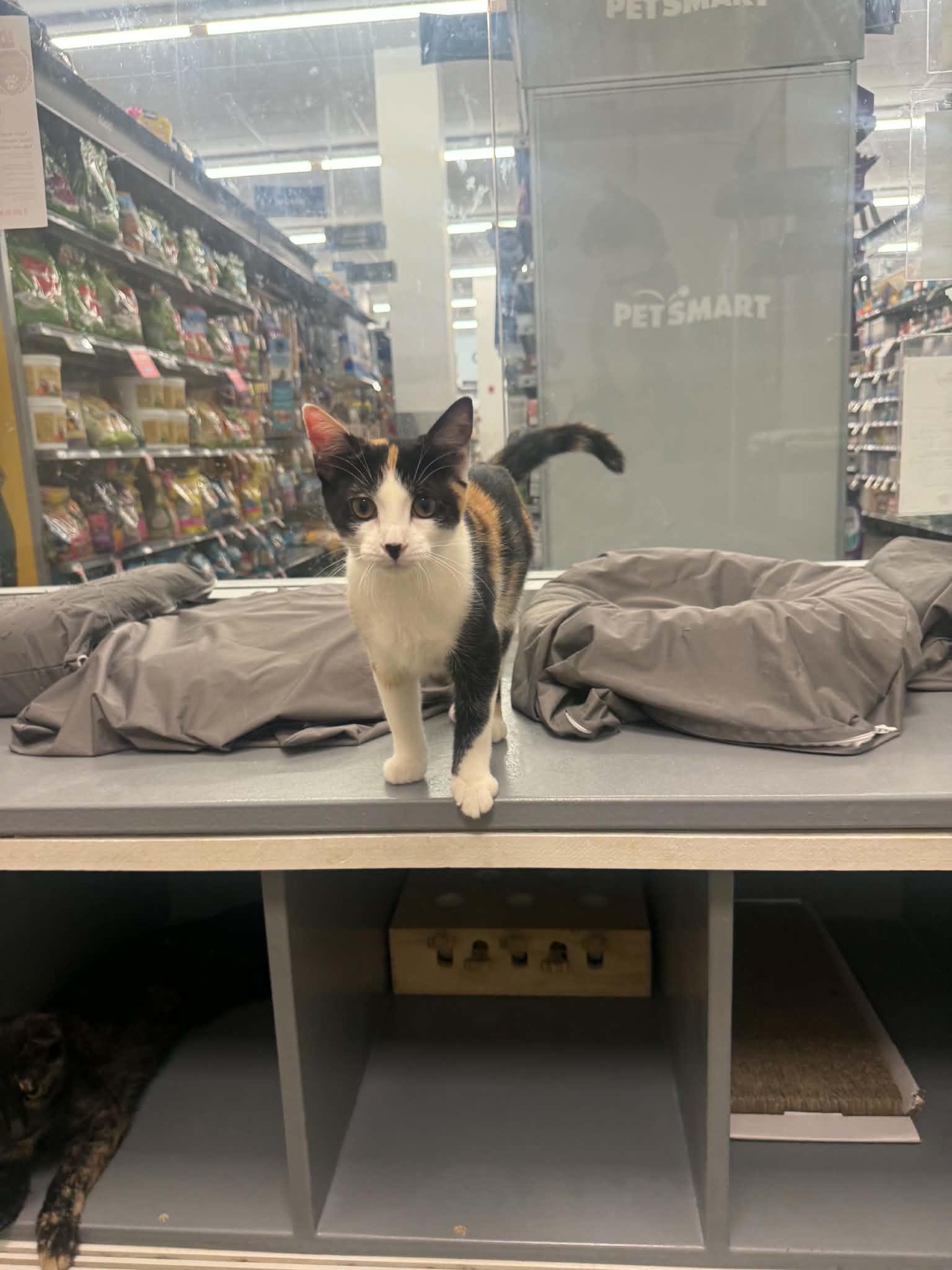 Enlarge Wilma, a ADOPTABLE Calico in Staten Island, NY image 3/4