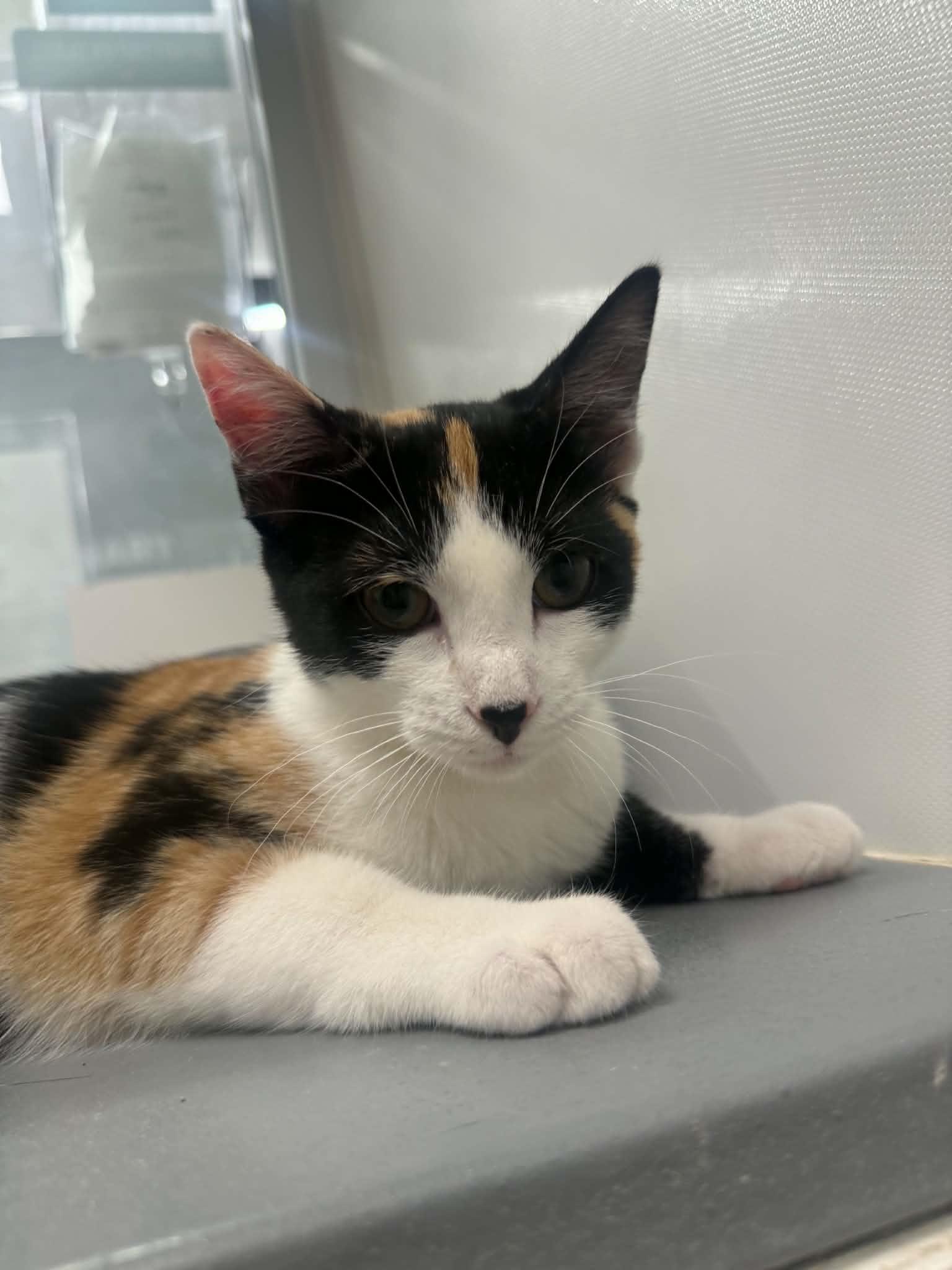 Enlarge Wilma, a ADOPTABLE Calico in Staten Island, NY image 1/4