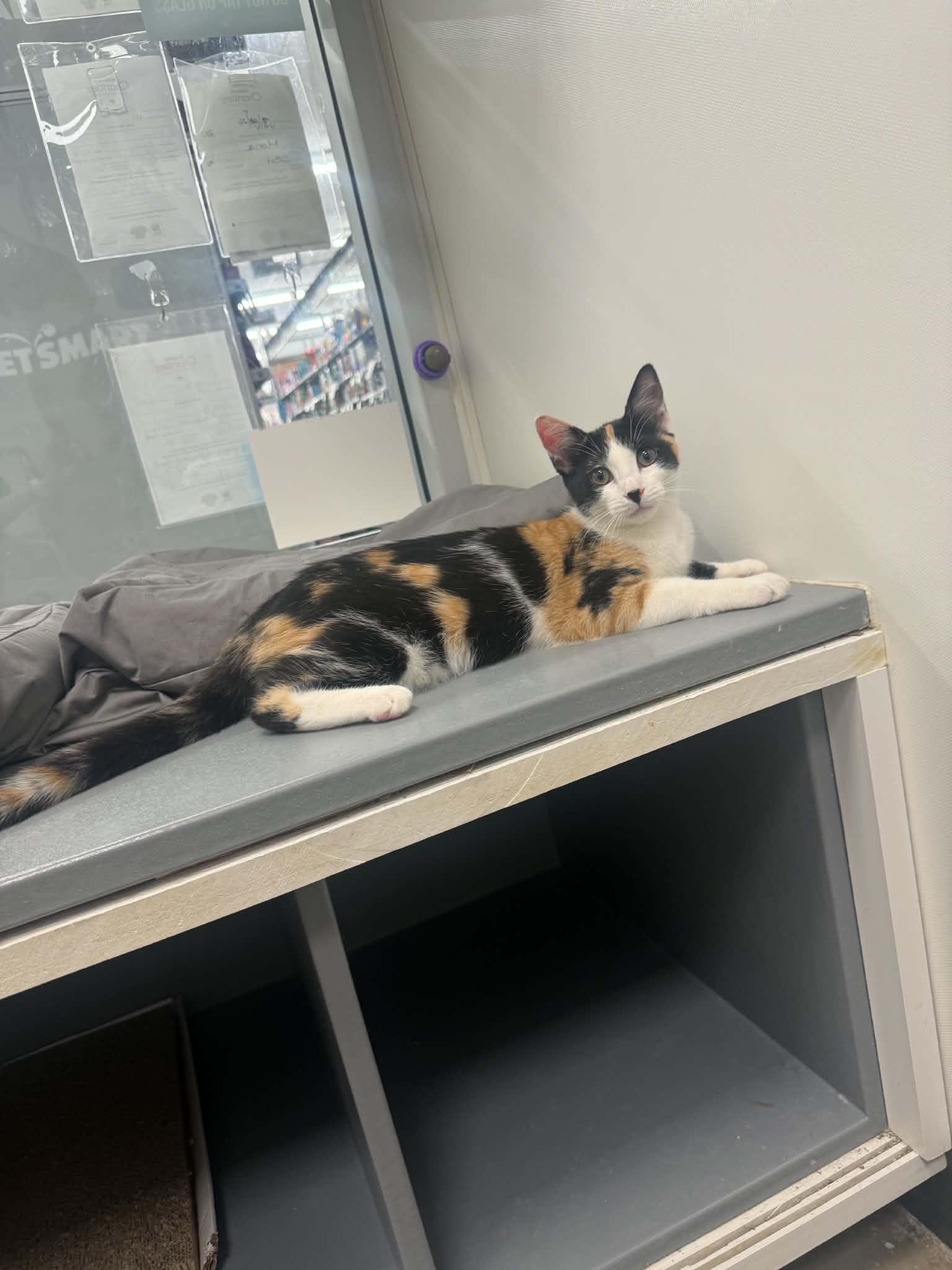 Enlarge Wilma, a ADOPTABLE Calico in Staten Island, NY image 4/4
