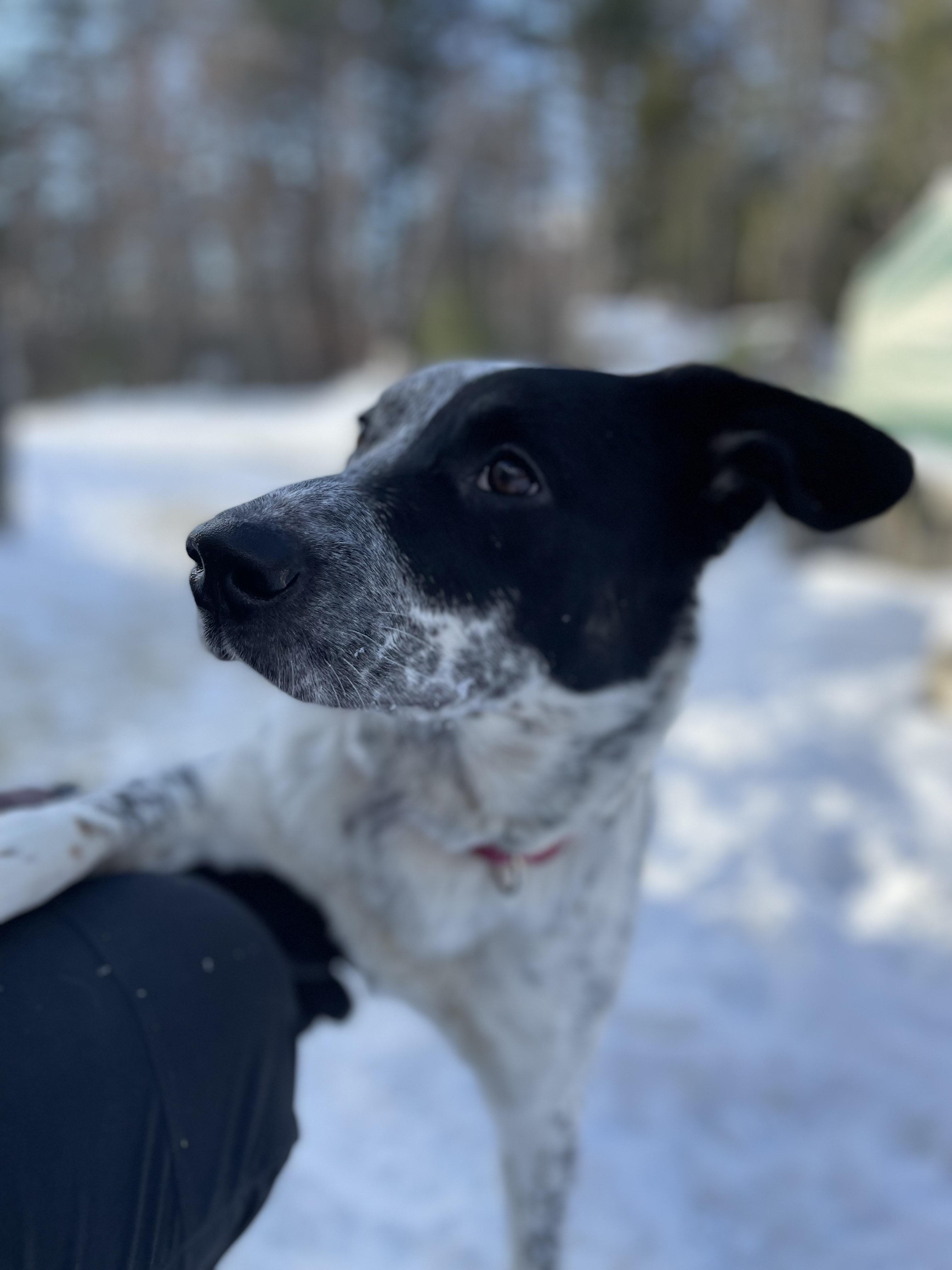 Oreo Cookie thumbnail 2