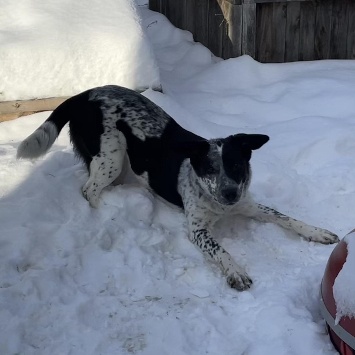 Oreo Cookie thumbnail 4