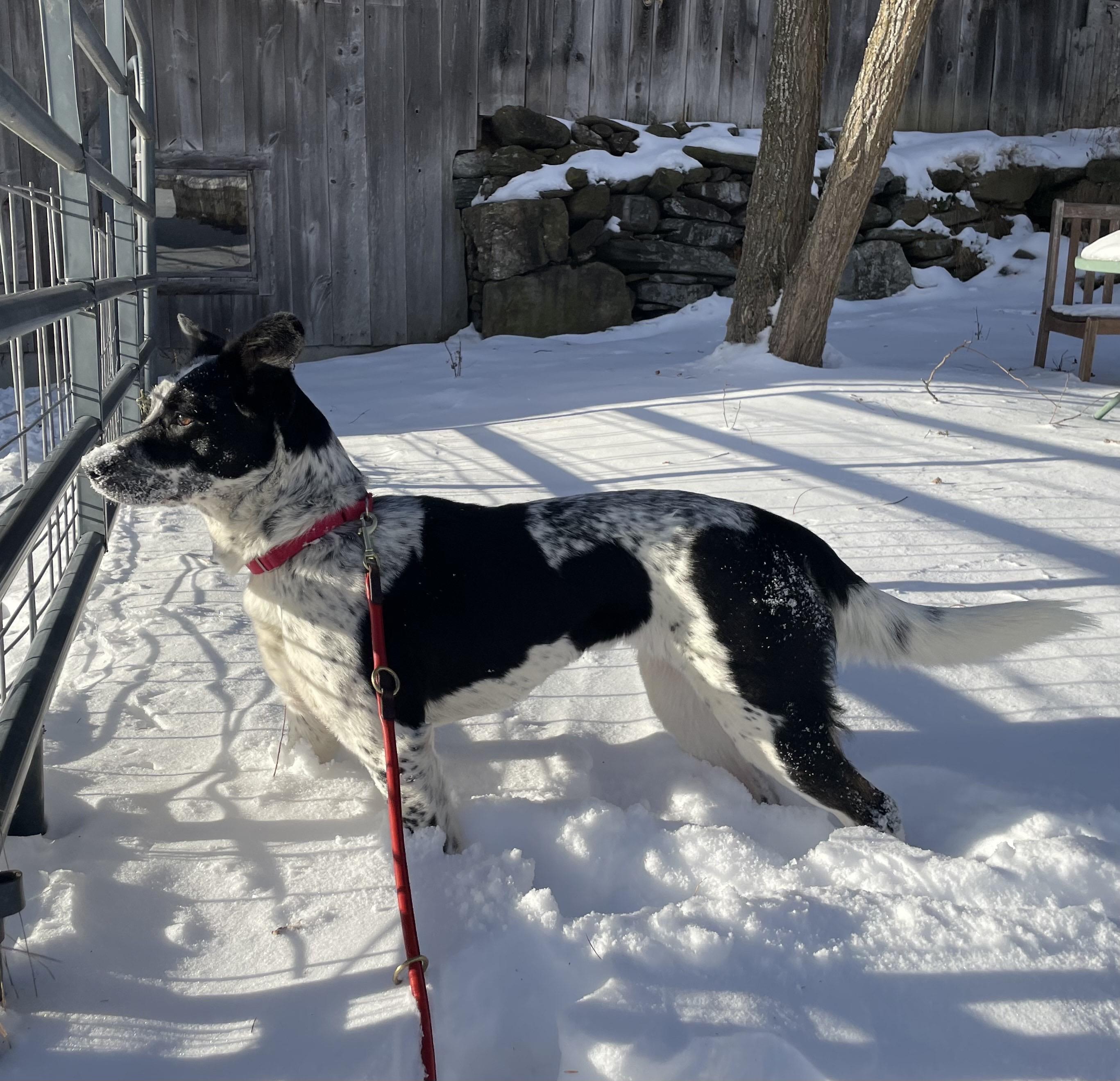 Oreo Cookie thumbnail 5