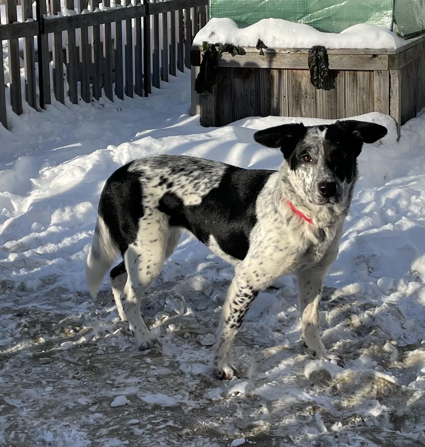 Oreo Cookie, ADOPTABLE, Young Male Australian Cattle Dog / Blue Heeler.