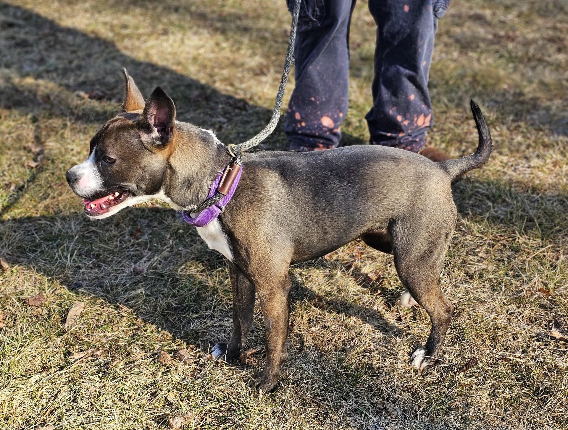 Enlarge Stella, an adopted mixed breed in Bay City, MI image 3/4