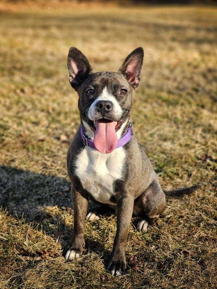 Enlarge Stella, an adopted mixed breed in Bay City, MI image 1/4