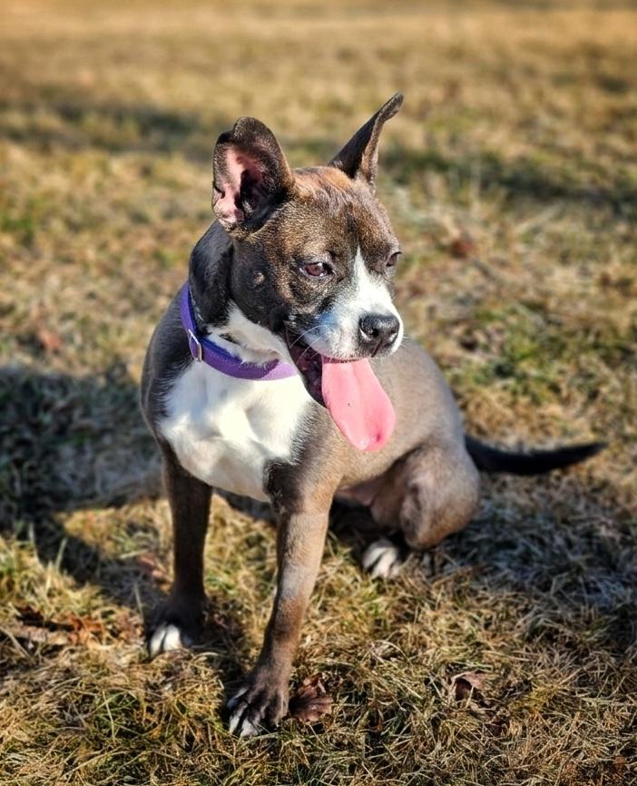 Enlarge Stella, an adopted mixed breed in Bay City, MI image 2/4