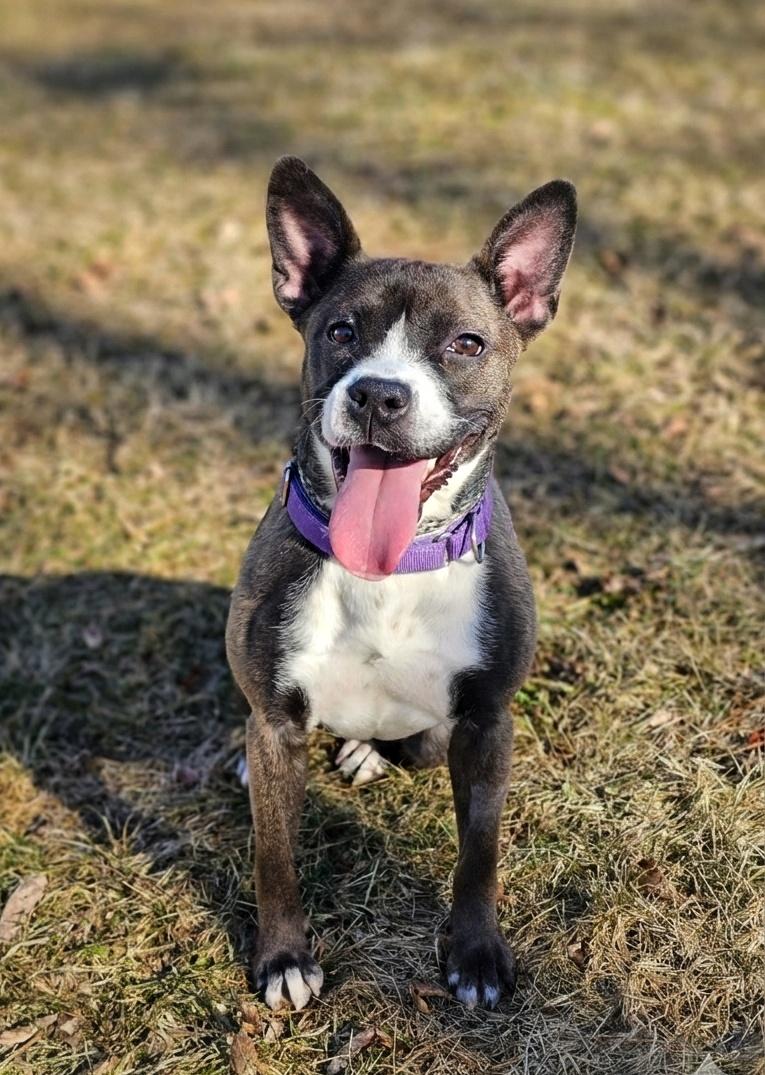 Enlarge Stella, an adopted mixed breed in Bay City, MI image 4/4