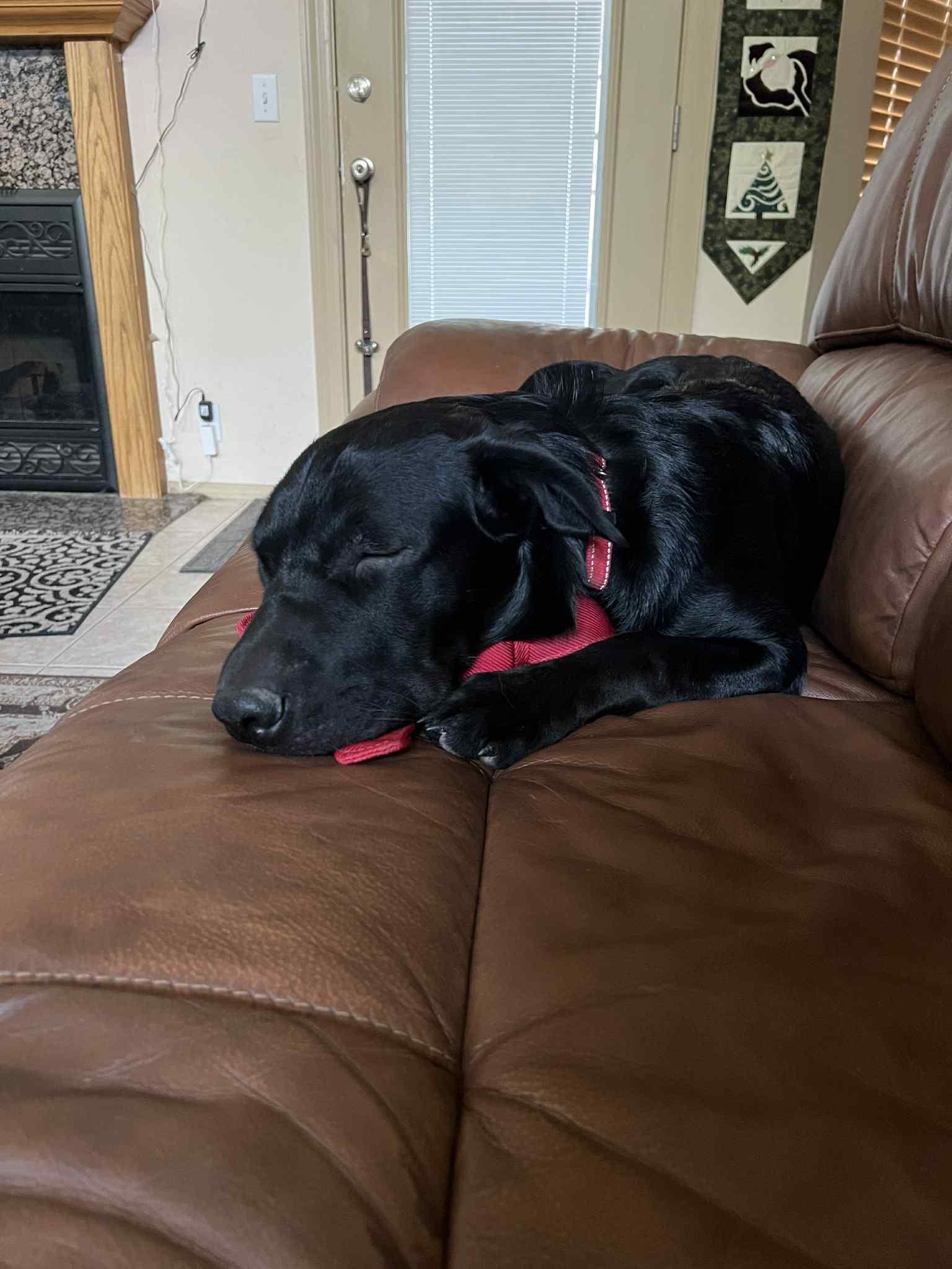 Shotzie puppy - Tank (Kris)