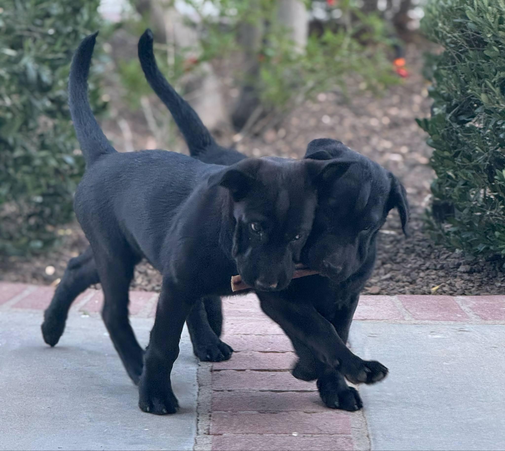 Enlarge Shotzie puppy - Tank (Kris), a Adoptable mixed breed in Glendale, AZ image 4/6