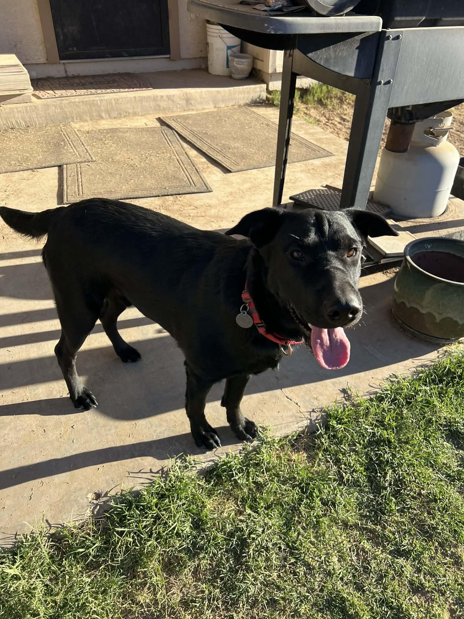 Enlarge Tank, a Adoptable mixed breed in Glendale, AZ image 5/5
