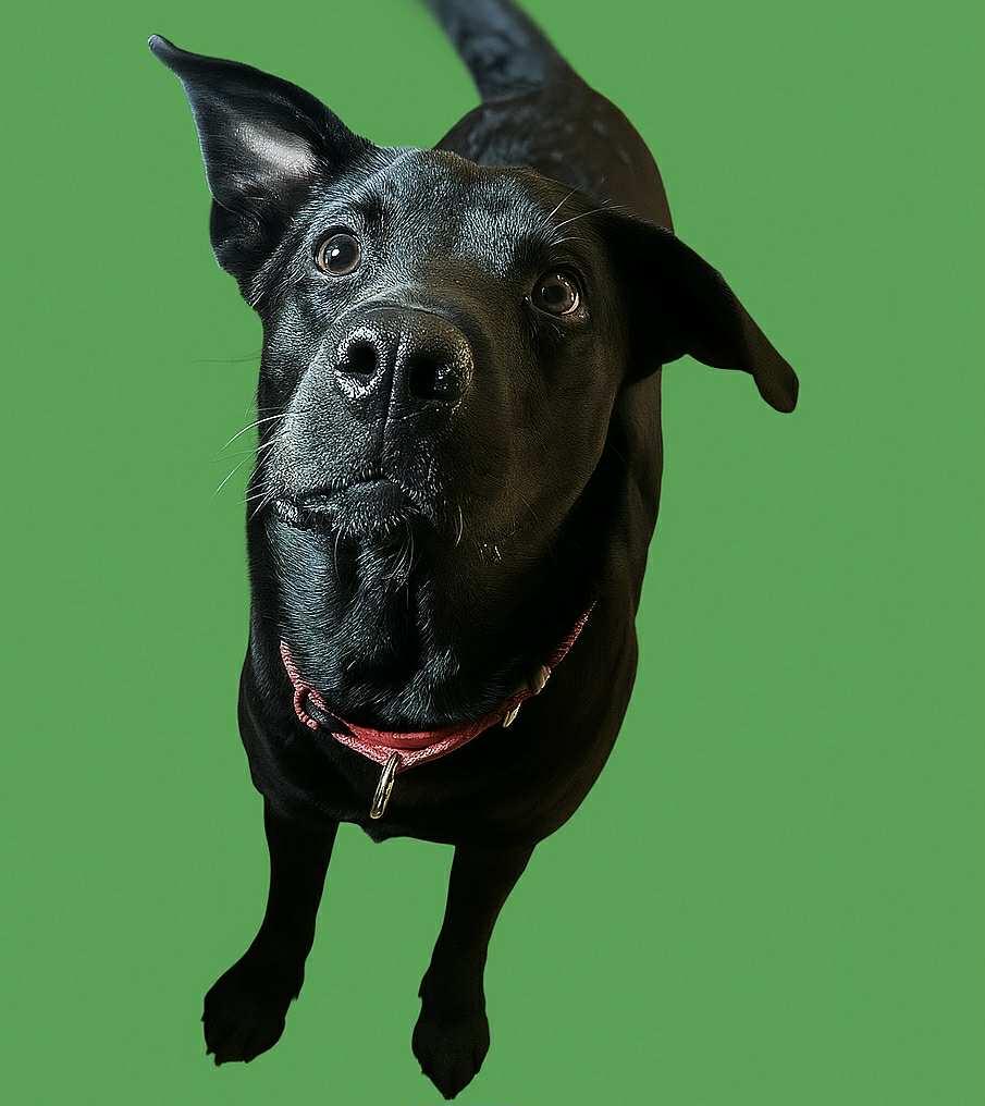 Enlarge Shotzie puppy - Tank (Kris), a Adoptable mixed breed in Glendale, AZ image 3/6