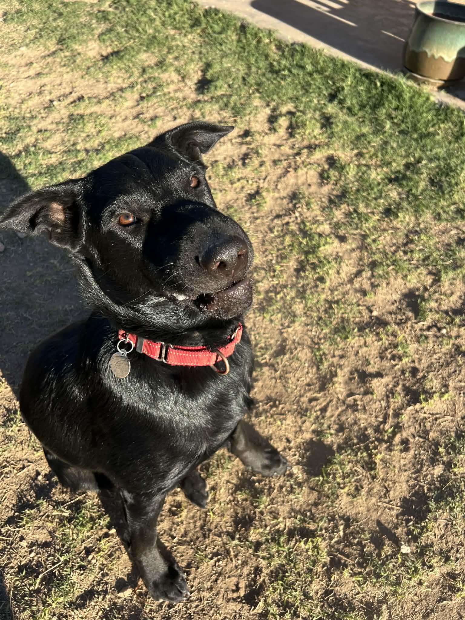 Enlarge Tank, a Adoptable mixed breed in Glendale, AZ image 3/5