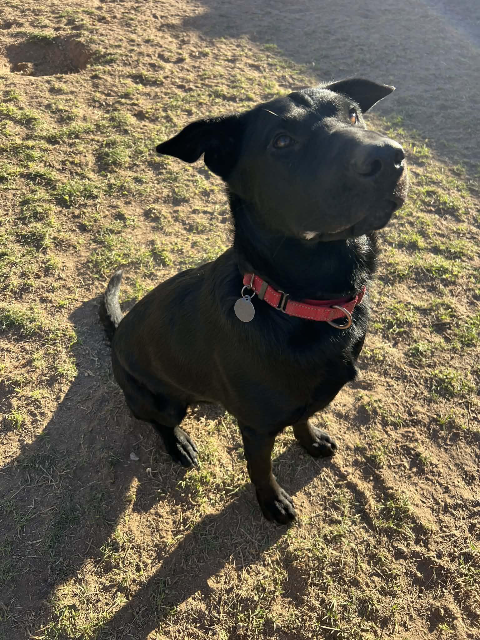 Enlarge Tank, a Adoptable mixed breed in Glendale, AZ image 2/5