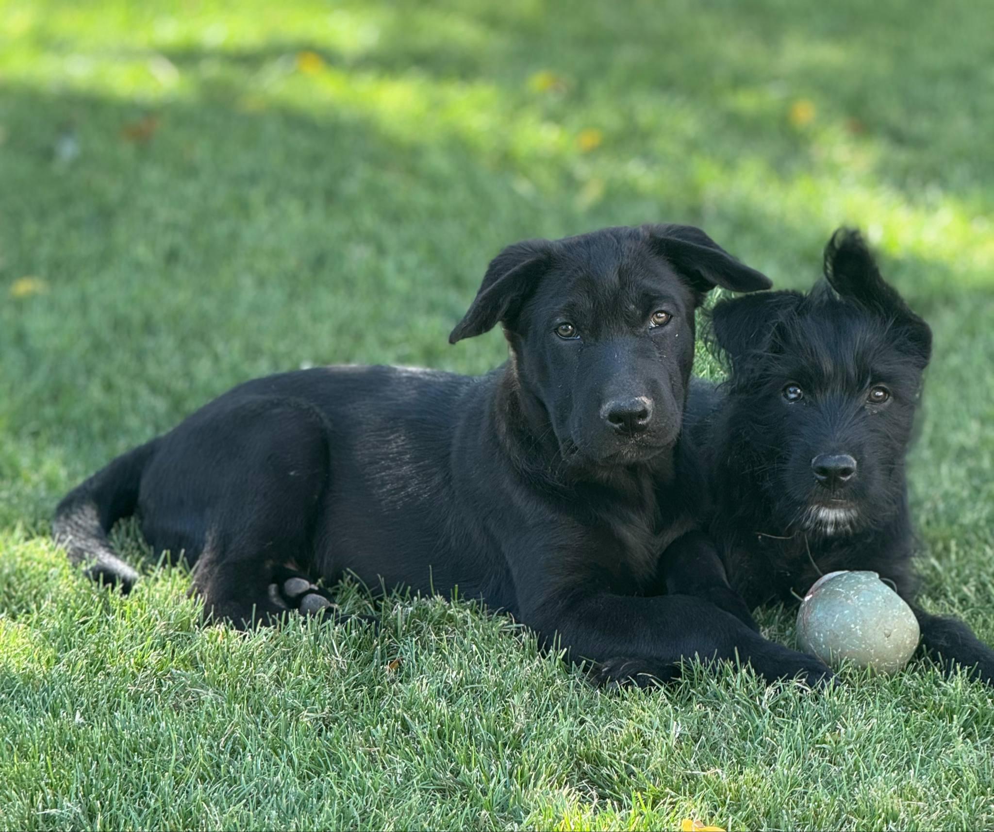 Enlarge Shotzie puppy - Tank (Kris), a Adoptable mixed breed in Glendale, AZ image 5/6