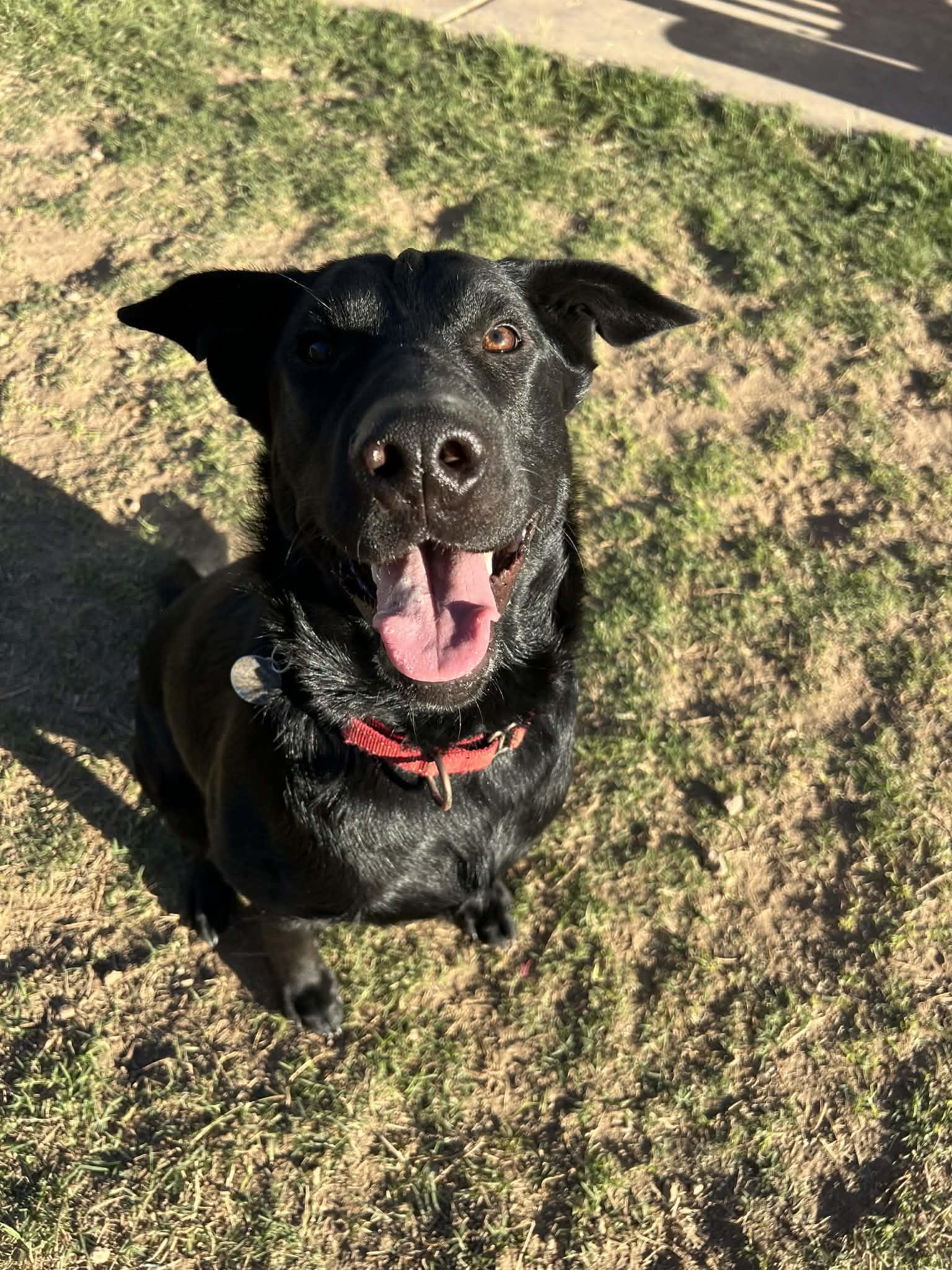 Enlarge Tank, a Adoptable mixed breed in Glendale, AZ image 1/5