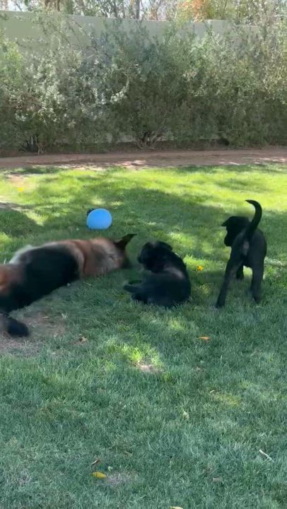 Enlarge Shotzie puppy - Tank (Kris), a Adoptable mixed breed in Glendale, AZ video 2/6