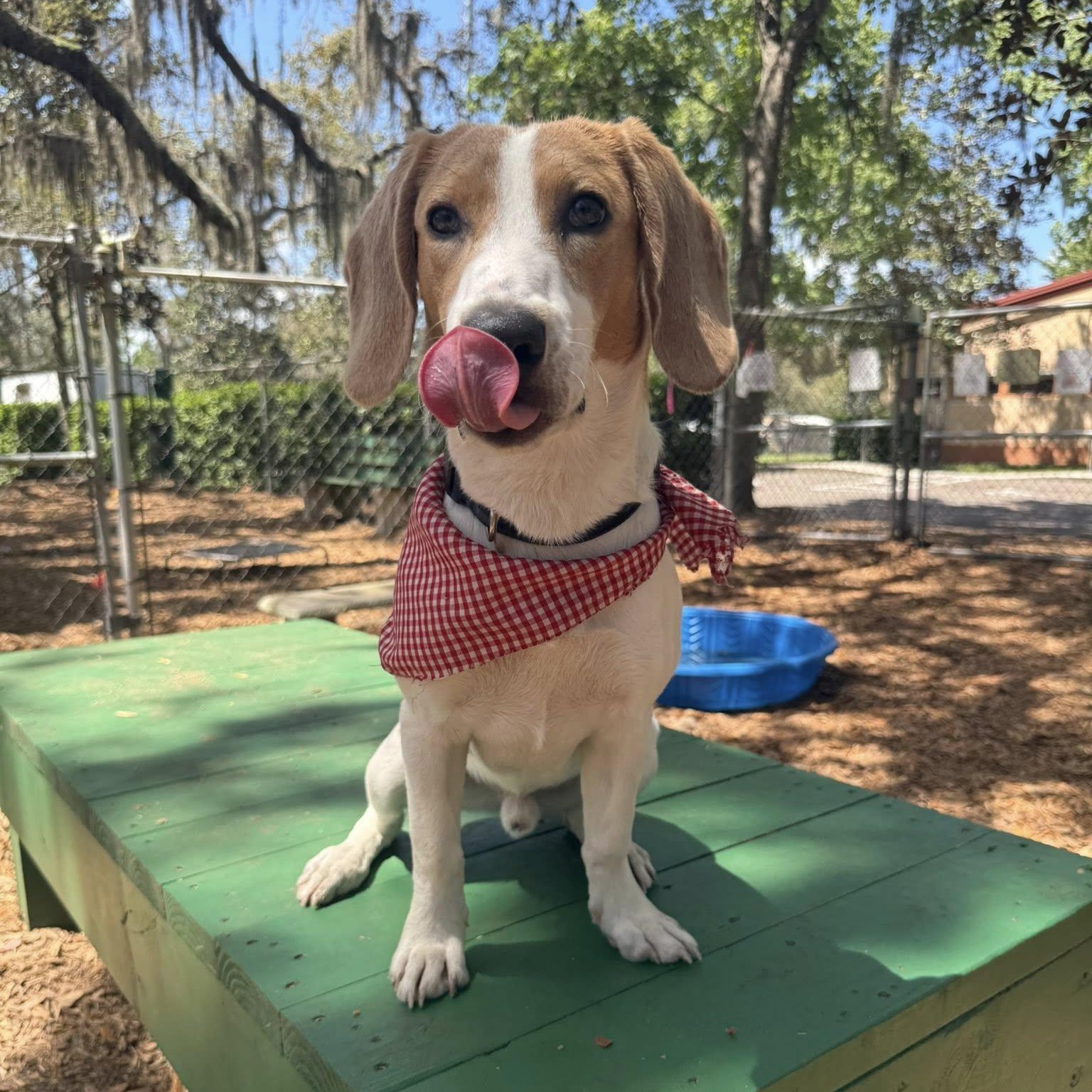 Nash, adoptable, Young Male Foxhound.