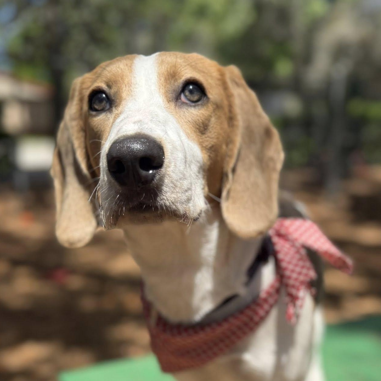 Enlarge Nash, an adopted mixed breed in St. Augustine, FL image 2/4
