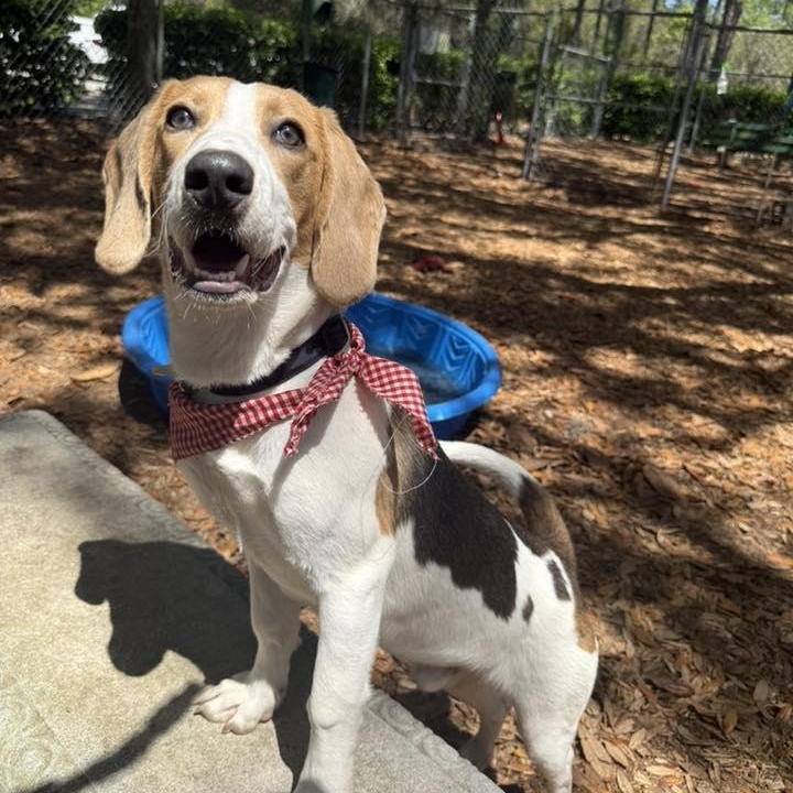 Enlarge Nash, an adopted mixed breed in St. Augustine, FL image 3/4
