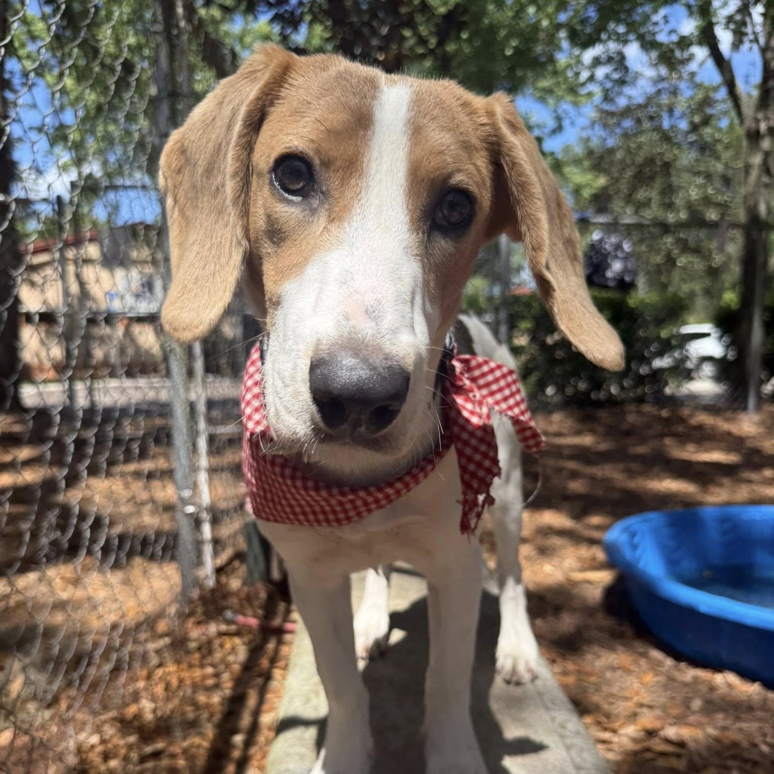 Enlarge Nash, an adopted mixed breed in St. Augustine, FL image 4/4