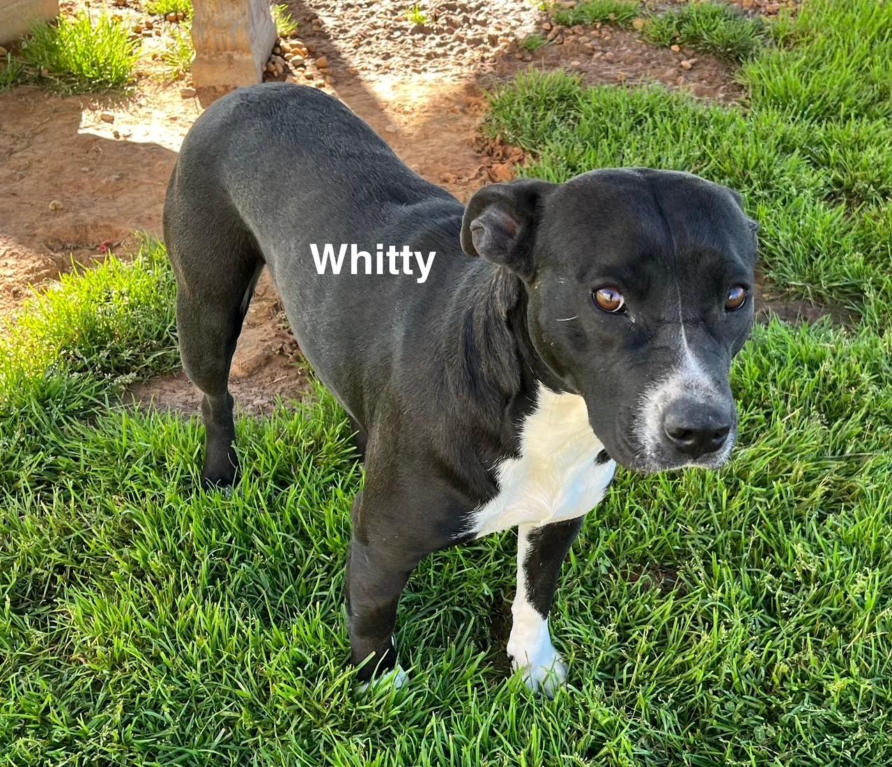 Whitty photo 2