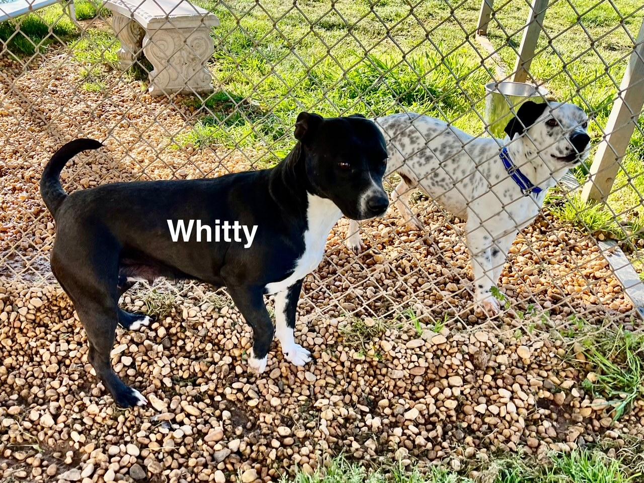 Whitty photo 6