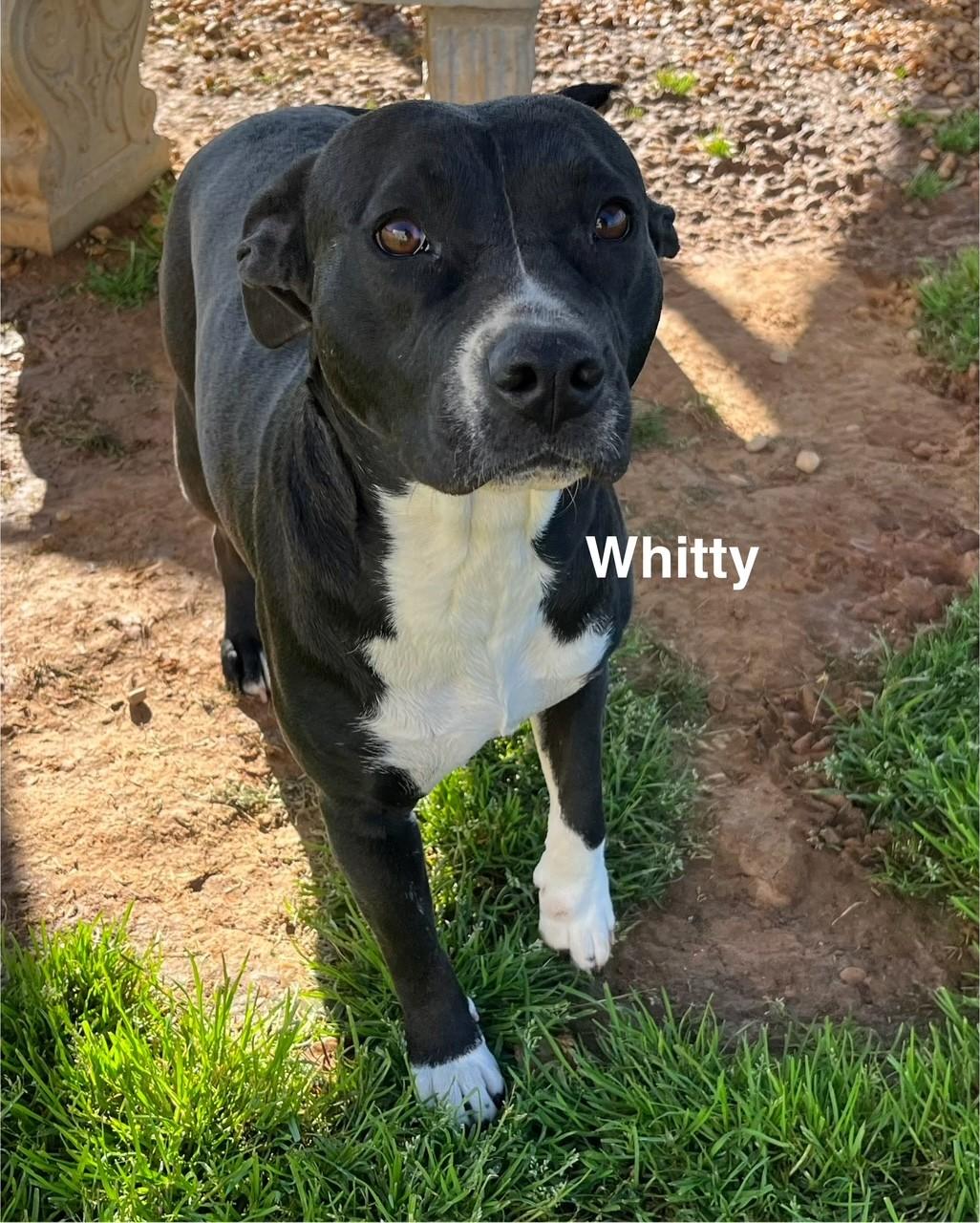 Whitty photo 5