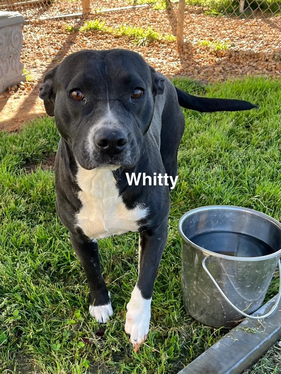 Whitty, Adult Female Pit Bull Terrier