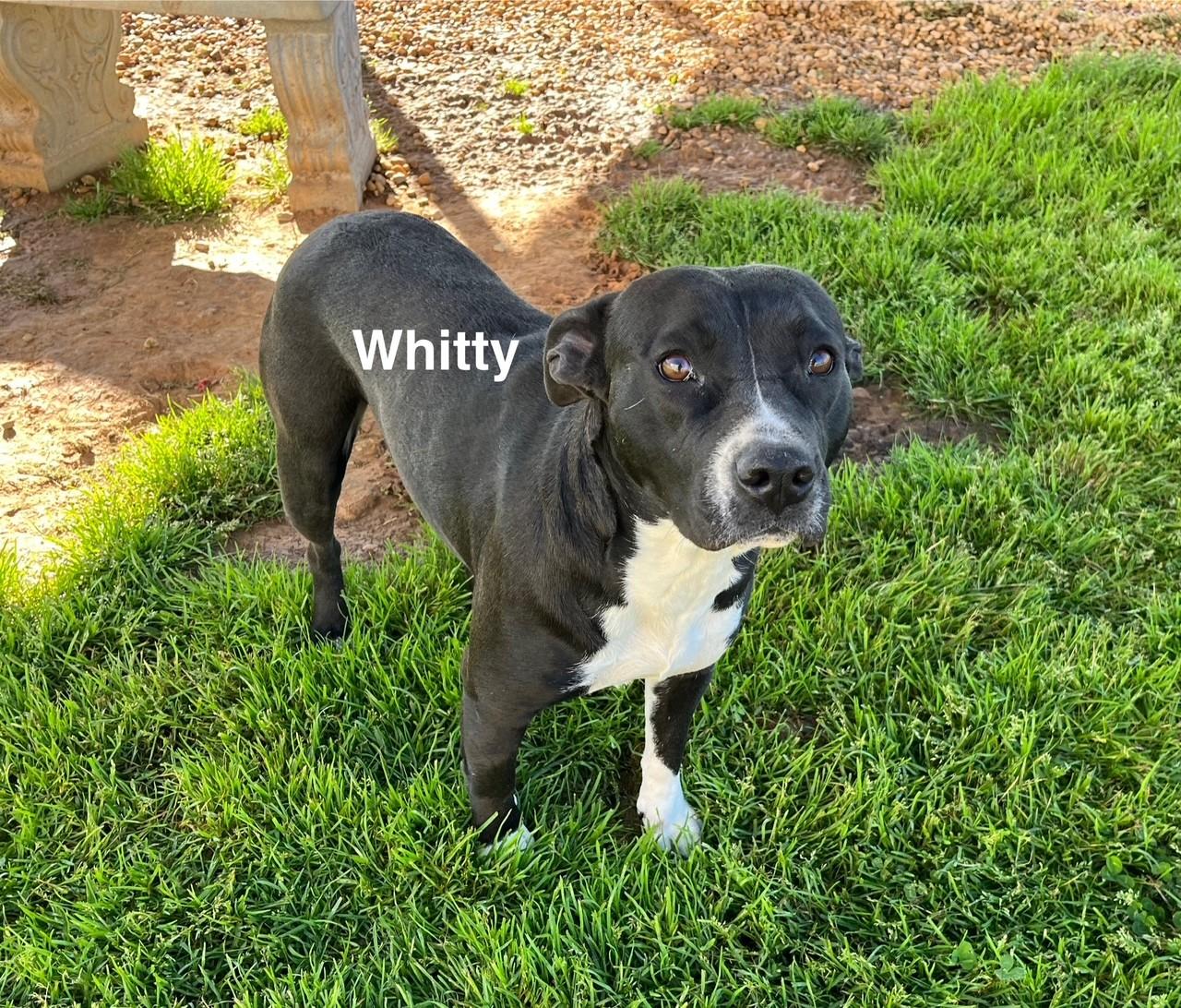 Whitty photo 3