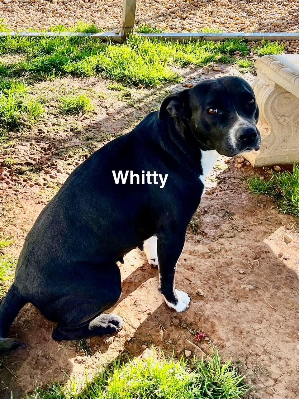 Whitty photo 4