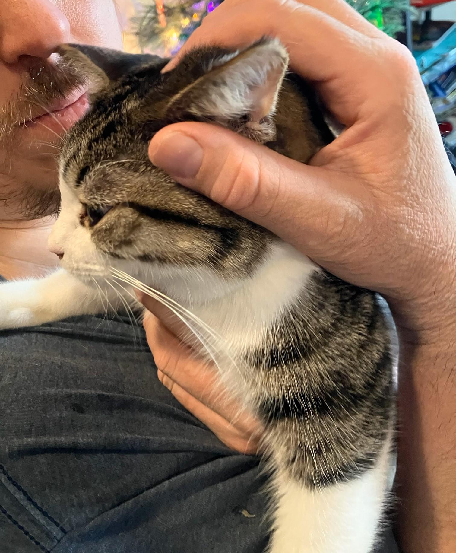 Kairi, a Adoptable Domestic Short Hair in Mission Viejo, CA image 3/6