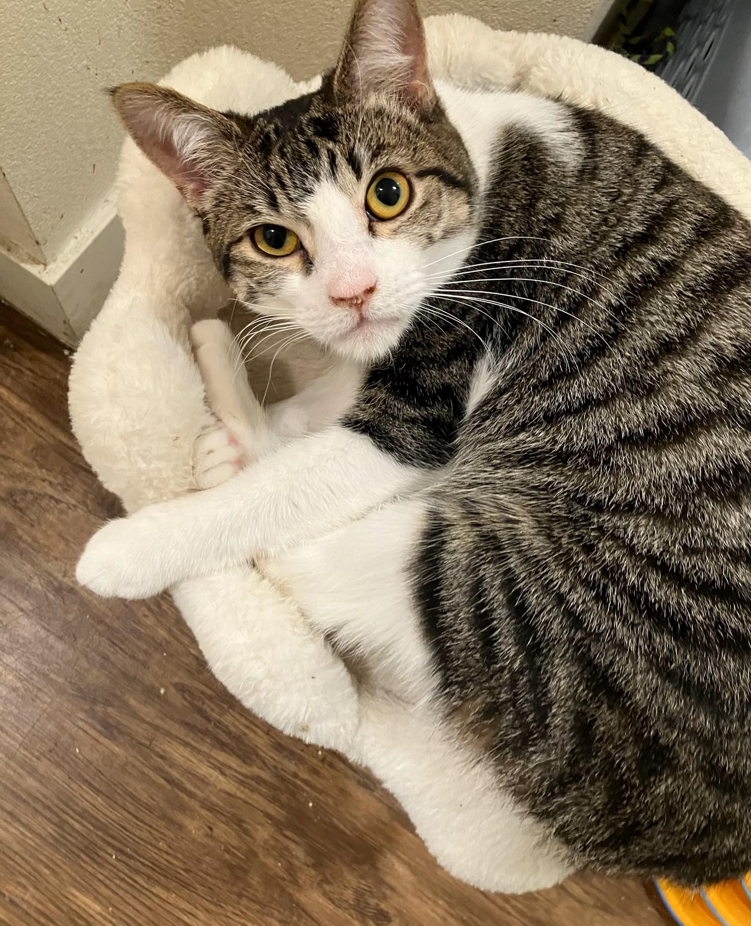 Kairi, a Adoptable Domestic Short Hair in Mission Viejo, CA image 2/6