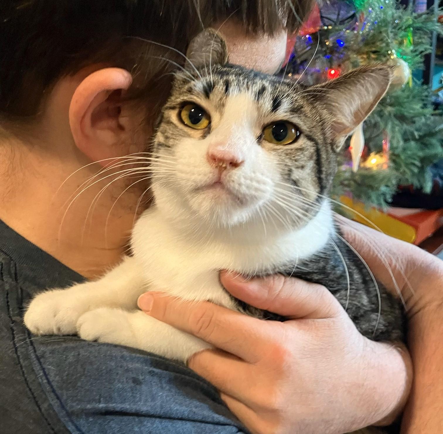 Kairi, a Adoptable Domestic Short Hair in Mission Viejo, CA image 4/6