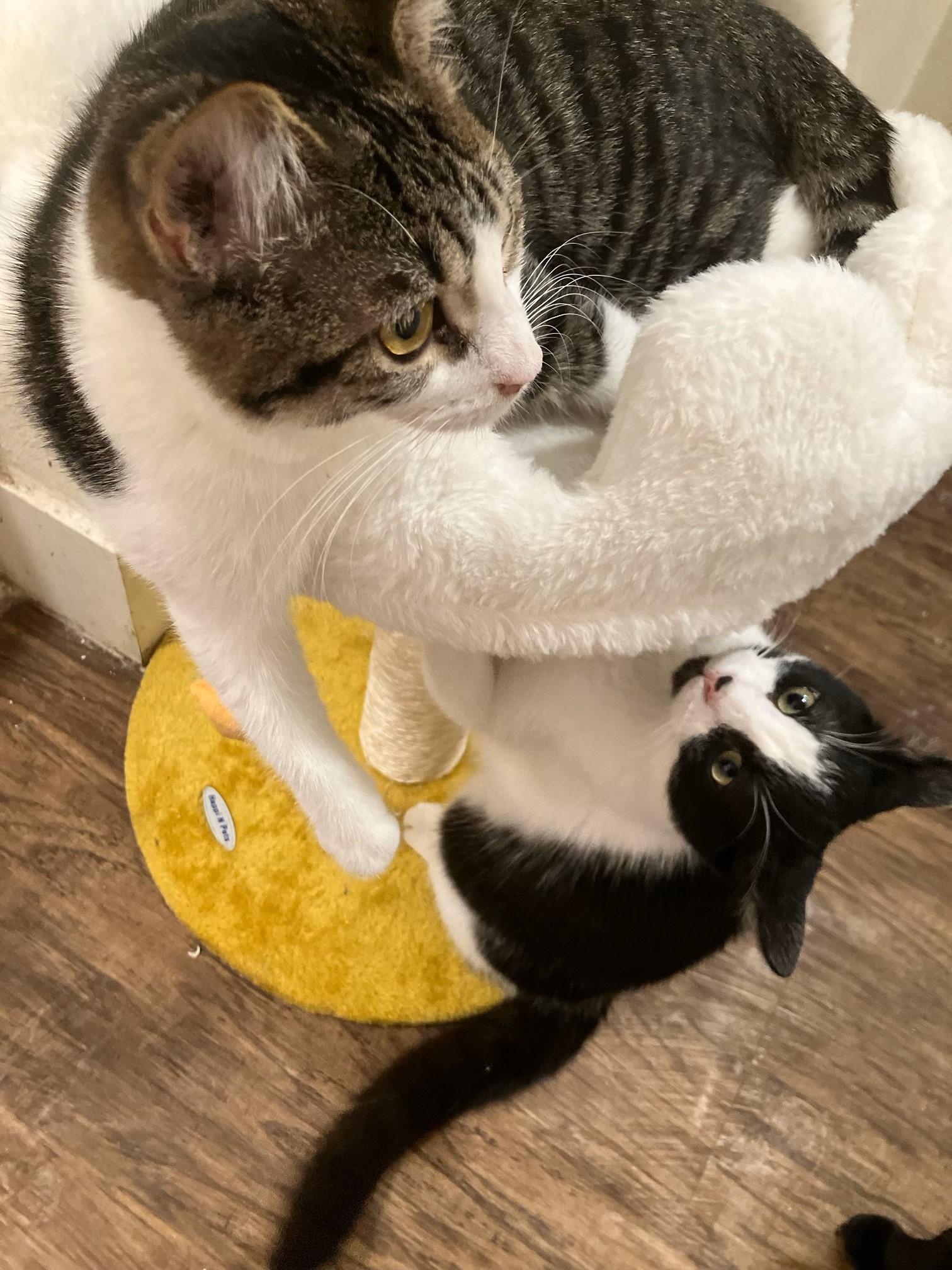 Kairi, a Adoptable Domestic Short Hair in Mission Viejo, CA image 5/6