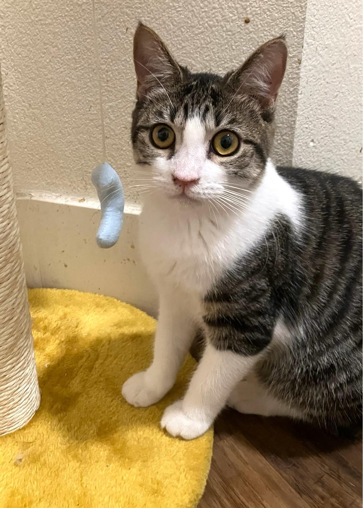 Kairi, a Adoptable Domestic Short Hair in Mission Viejo, CA image 1/6