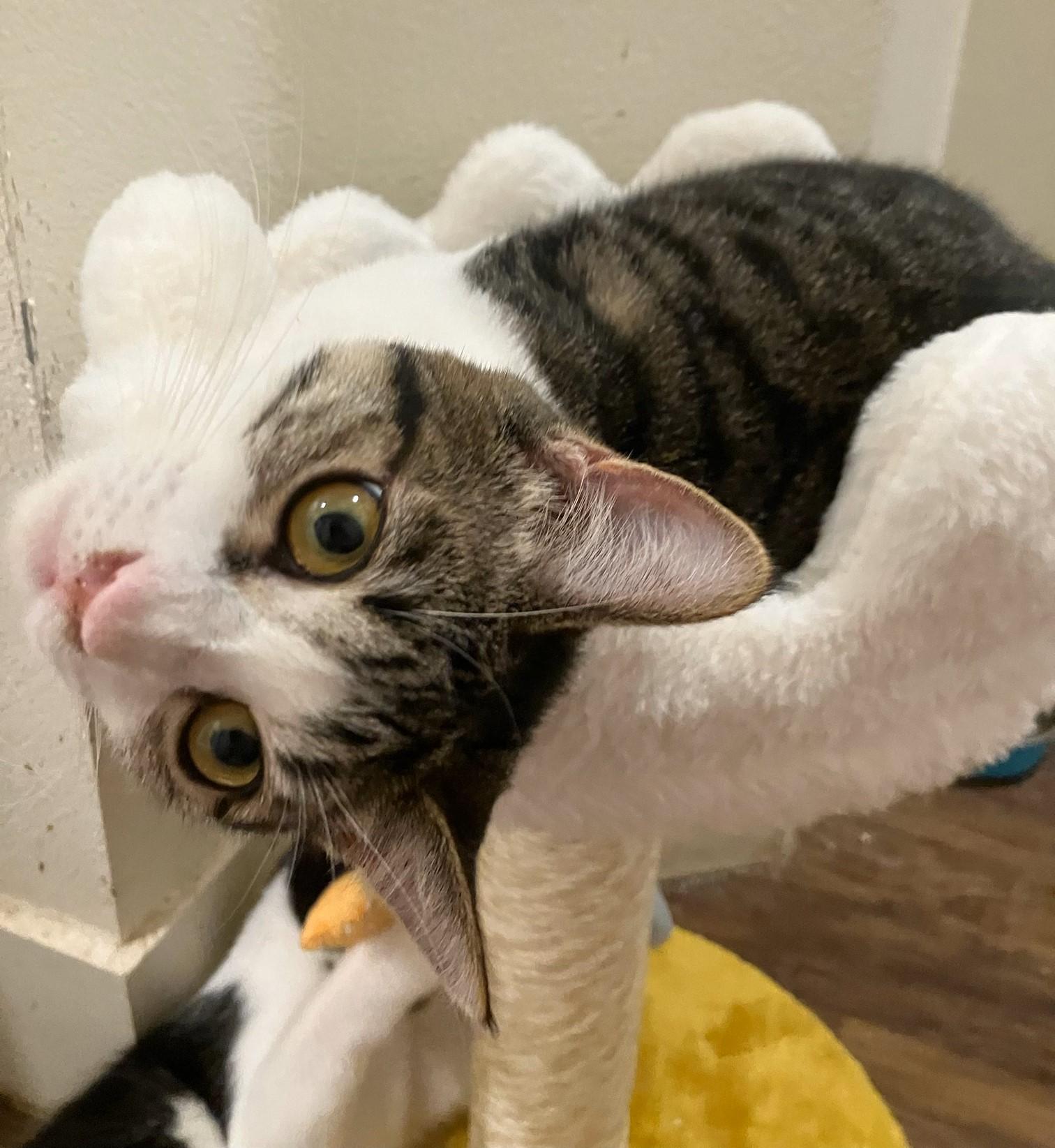 Kairi, a Adoptable Domestic Short Hair in Mission Viejo, CA image 6/6