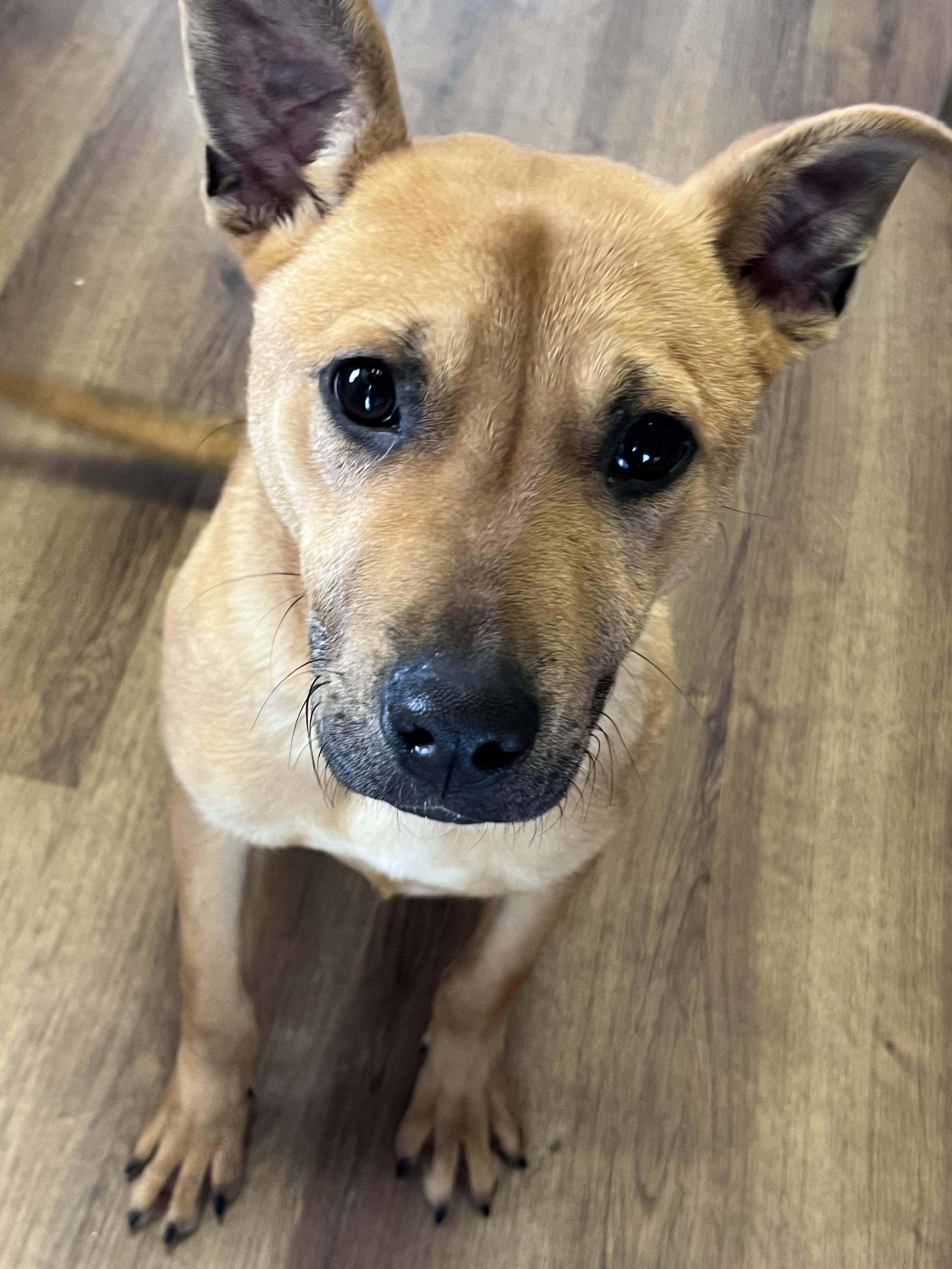 Enlarge LIAM, a ADOPTABLE mixed breed in Jackson, TN image 2/6